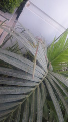 Tenodera superstitiosa