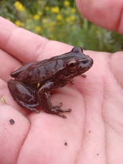 Dendropsophus molitor