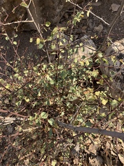 Rhamnaceae