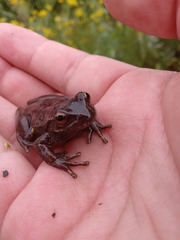 Dendropsophus molitor