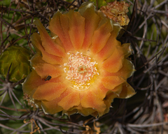Eriosyce curvispina
