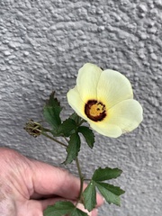 Hibiscus coulteri