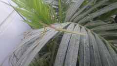 Tenodera superstitiosa