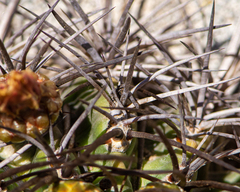 Eriosyce curvispina