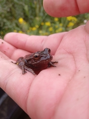Dendropsophus molitor