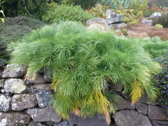 Aciphylla dieffenbachii