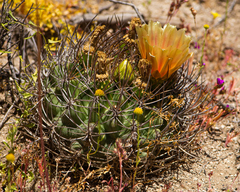 Eriosyce curvispina