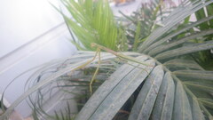 Tenodera superstitiosa