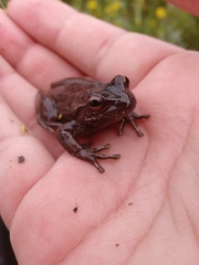 Dendropsophus molitor