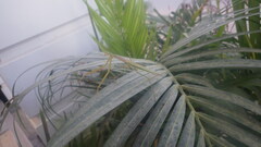 Tenodera superstitiosa