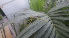 Tenodera superstitiosa