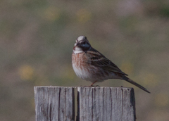 Emberiza leucocephalos
