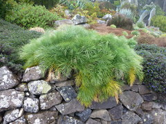 Aciphylla dieffenbachii