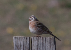 Emberiza leucocephalos