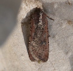 Peridroma saucia
