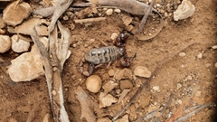 Urodacus manicatus