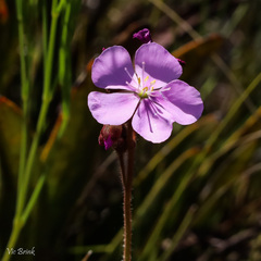 Drosera hilaris