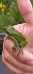 Dendropsophus molitor