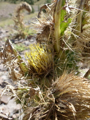 Cirsium funkiae