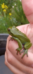 Dendropsophus molitor