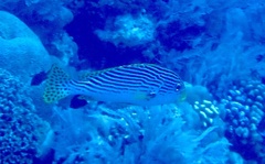 Plectorhinchus lineatus