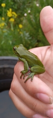Dendropsophus molitor