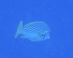 Plectorhinchus lineatus