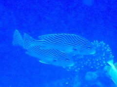 Plectorhinchus lineatus