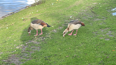 Alopochen aegyptiaca