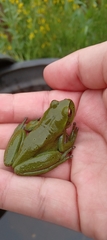 Dendropsophus molitor