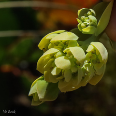 Thesium euphorbioides