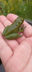 Dendropsophus molitor