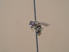 Eumerus funeralis