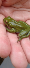 Dendropsophus molitor