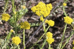 Helichrysum cymosum