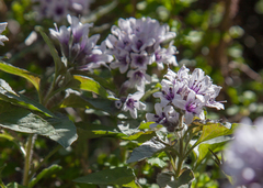 Physochlaina physaloides