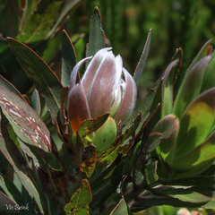 Protea coronata