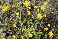 Helichrysum cymosum