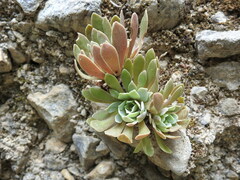 Rosularia serrata