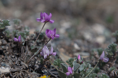 Gueldenstaedtia monophylla