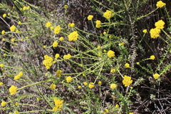 Helichrysum cymosum