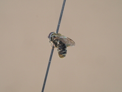 Eumerus funeralis
