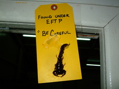 Androctonus crassicauda