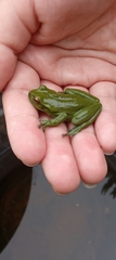 Dendropsophus molitor
