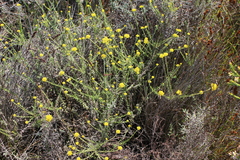 Helichrysum cymosum