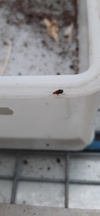 Loboptera decipiens
