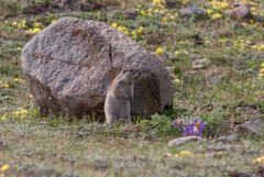Urocitellus undulatus