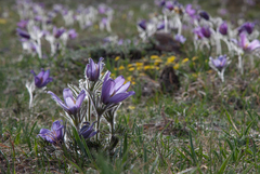 Pulsatilla turczaninovii