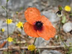 Papaver apulum