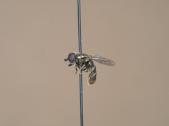 Eumerus funeralis